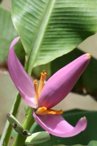 Rosa-Zwergbanane-Musa-velutina-1000-Samen