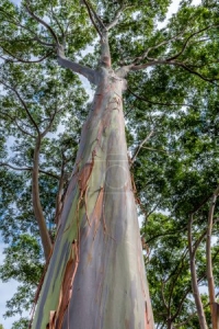 Regenbogen-Eukalyptus--Eucalyptus-deglupta-20-Samen-unglaubliche-Farbenpracht