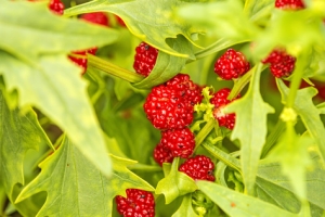 Erdbeerspinat--Chenopodium-capitatum-50-Gramm-Samen