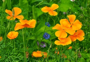 Kalifornischer-Mohn-Goldmohn-tolle-orange-Blten-100-Samen