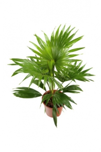 Livistona-rotundifolia-Serdang-Schirmpalme-100-Samen