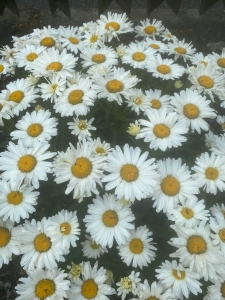 Staudenmargeriten-Margeriten-Samen-Alaska-50-Samen-Insektenmagnet