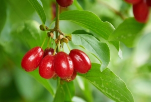 Kornelkirsche-Cornus-mas-Dirndlstrauch-Herlitze-10-Samen