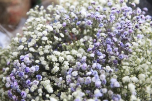 Schleierkraut-Gypsophila-elegans-100-Samen