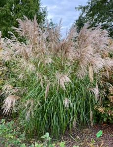 Riesen-Chinaschilf--Miscanthus-sinensis-100-Samen--toller-Blickfang-geeignet-als--Sichtschutz