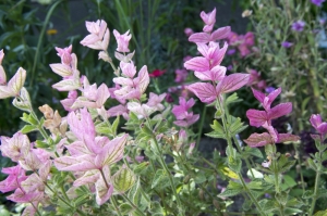Schopfsalbei-Salvia-viridis-schnellwchsige-Sommerblume-100-Samen