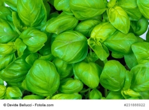 Zitronenbasilikum--Lemon-Basilikum-ocimum-americanum-100-Gramm-Samen