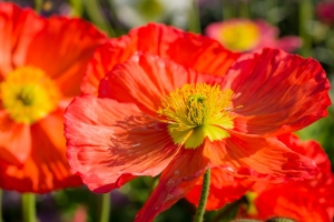 Leuchtende-Blten-Islandmohn-Papaver-nudicaule-100-Samen-winterhart-bis-ca--20-Grad