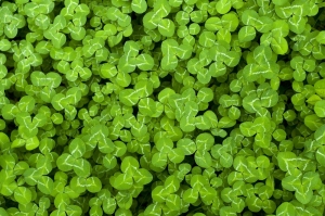 400-Gramm--pflegeleichter-Weiklee-Trifolium-repens-als-Rasenersatz