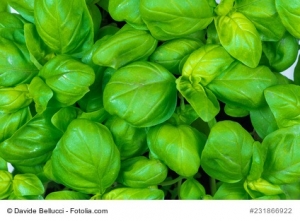 Zitronenbasilikum--Lemon-Basilikum-ocimum-americanum-150-Samen