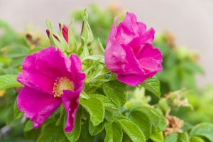 Heckenrose-Rosa-canina-Hundsrose-Hagebutte-25-Samen