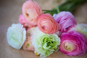 Fr-Ihren-Traumgarten-Ranunculus-asiaticus-Ranunkeln-Hahnenfu---gemischte-Farben-15-Zwiebeln