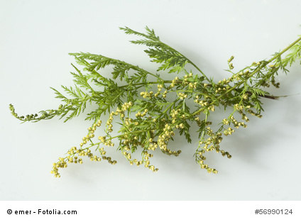 Bild 1 von Einjähriger Beifuss Artemisia annua Qing Hao 1000 Samen Graines Sementes  Semi Seeds