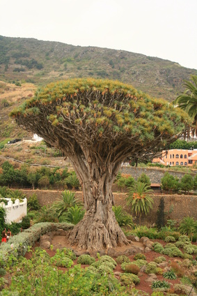 Bild 1 von Kanarischer Drachenbaum 5 Samen