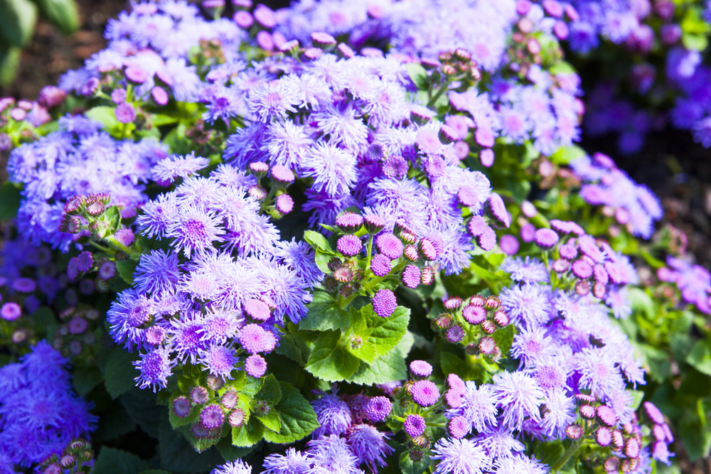 Bild 1 von Leberbalsam - Ageratum houstonianum 5 Gramm Samen (ca.  32.000 Samen)