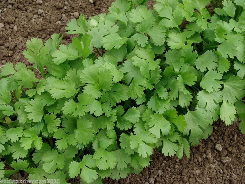 Bild 1 von Echter Koriander Coriander Coriandrus Sativum  200 Samen