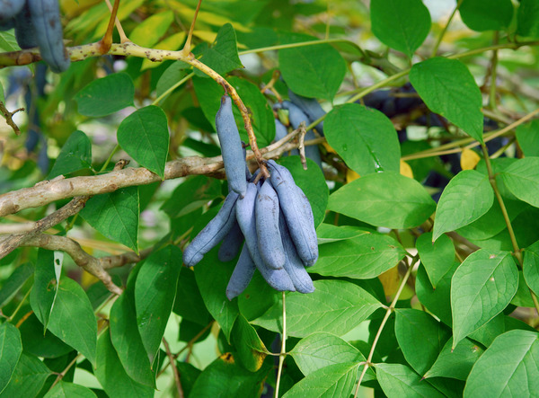 Bild 1 von Blaugurkenbaum decaisnea fargesii 5 Samen