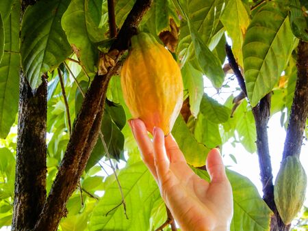 Bild 1 von Theobroma Kakao Kakaobaum 5 Samen
