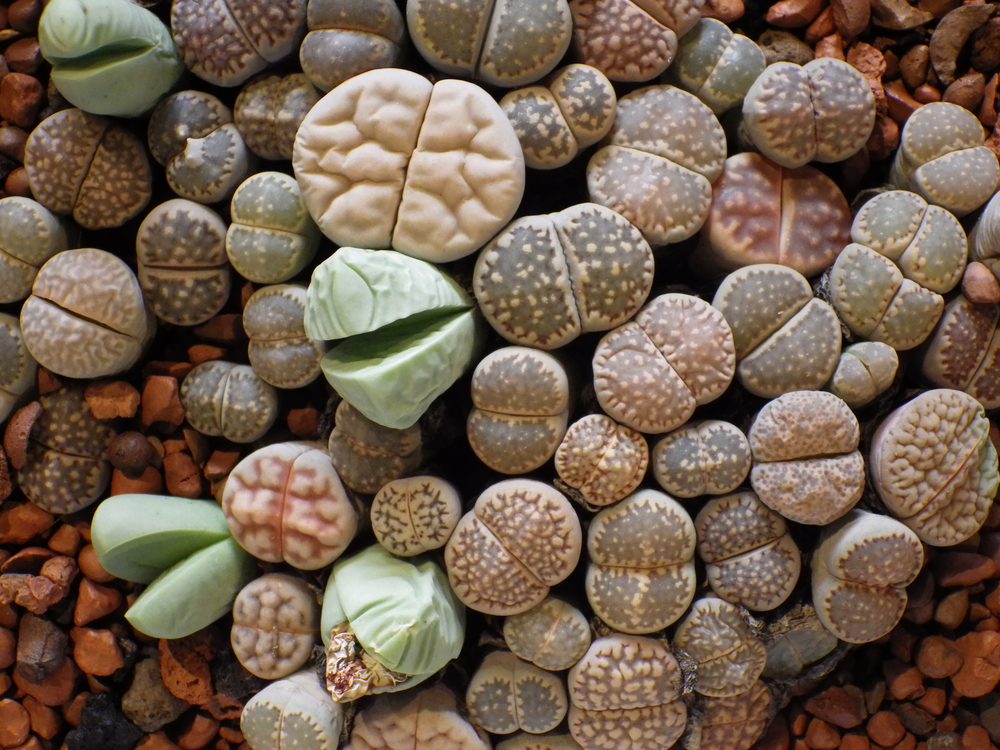 Bild 1 von Lithops "Lebender Stein" Kakteensamen ca. 25 Samen Mischung aus vielen bunten Sorten