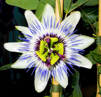 Bild 1 von Passionsblume Passiflora edulis 10  Samen