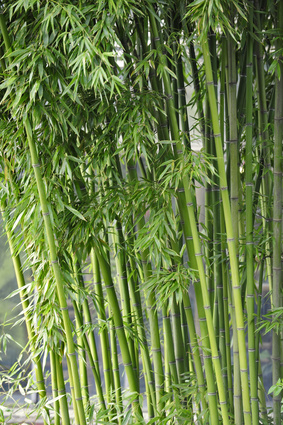 Bild 1 von Bambus Fargesia yunnanensis 10 Samen