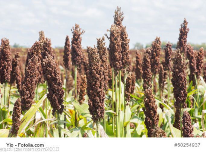 Bild 1 von Zuckerhirse Sudangras 200 Samen