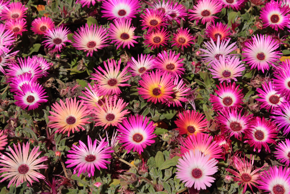 Bild 1 von Mittagsblume Eisblume glitzernder Blickfang Mesembryanthemum crystallinum 50 Samen