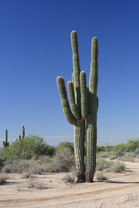 Bild 1 von Mexikanischer Riesenkaktus  10 Samen