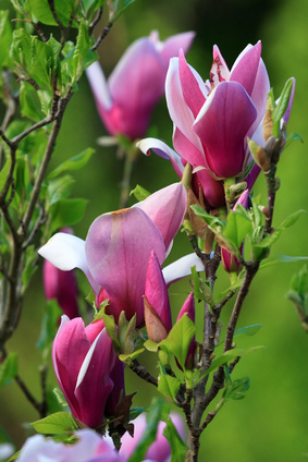 Bild 1 von Magnolie magnolia Liliflora 5 Samen