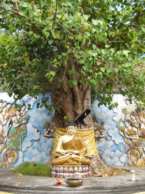 Bild 1 von Buddha Baum Ficus religiosa 1000 Samen Bonsai-geeignet