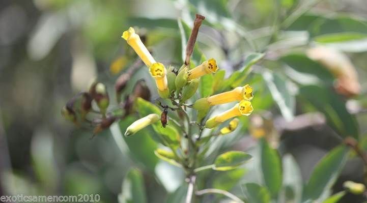 Bild 1 von Nicotiana glauca Baumtabak 100 Samen