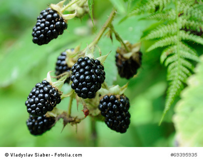 Bild 1 von Brombeere rubus fruiticosus Blackberry 10 Samen frosthart