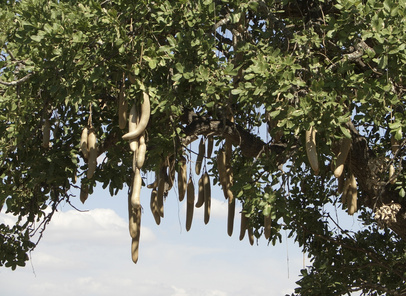 Bild 1 von Leberwurstbaum Kigelia pinnata 5 Samen