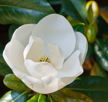 Bild 1 von Magnolia denudata Yulan Magnolie
