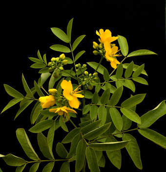 Bild 1 von  Senna floribunda Cassia Gewürzstrauch 5 Samen