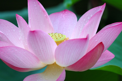 Bild 1 von Lotus pink Nelumbo nucifera 3 Samen