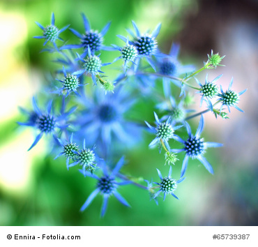 Bild 1 von Blaue Edeldistel 10 Samen