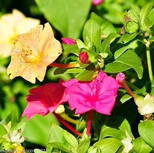 Bild 1 von Sonnenblume gefüllt für Kübel oder Topf ca. 40-60 cm Höhe 10 Samen