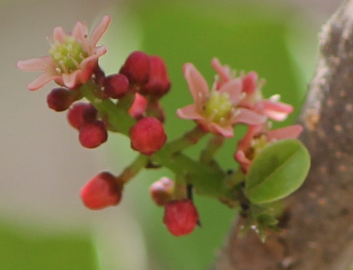 Bild 1 von Balsampflaume Spondias purpurea 5 Samen