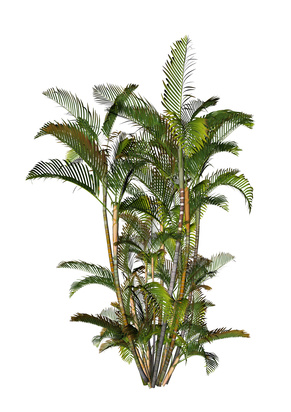 Bild 1 von Goldblattpalme Dypsis lutescens 5 Samen
