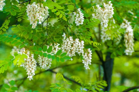 Bild 1 von Japanischer Schnurbaum Sophora japonica Japanese Pagoda Tree Bienenmagnet 5 Samen