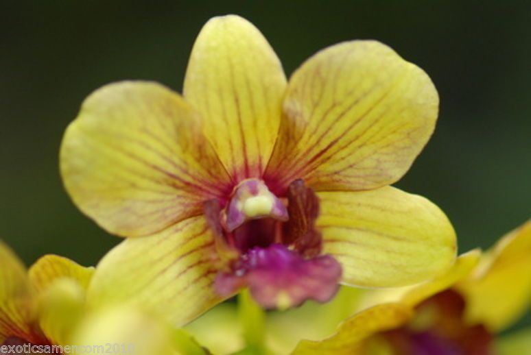 Bild 1 von Orchideenbaum gelb Bauhinia Tomentosa 5 Samen
