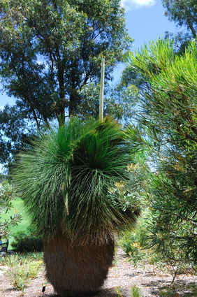Bild 1 von Mexikanischer Grasbaum Dasylirion quadrangulatum 5 Samen