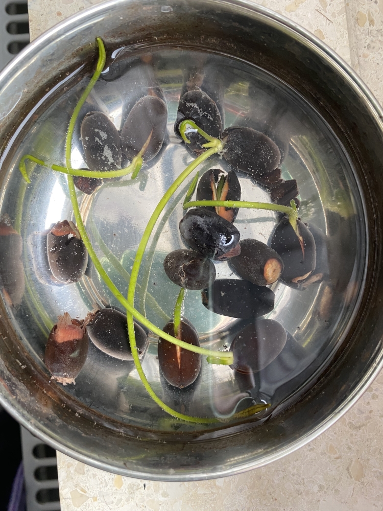 Bild 1 von Supereinfache Anzucht bereits angekerbte Samen Lotus Nelumbo Nucifera Mix 10 Samen