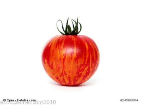 Bild 1 von Tomate Tigerella ertragreiche Sorte 10 Samen