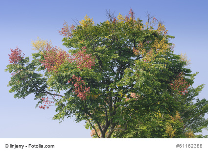 Bild 1 von Blasenbaum Koelreuteria paniculata Lampionbaum FROSTHART 10 Samen
