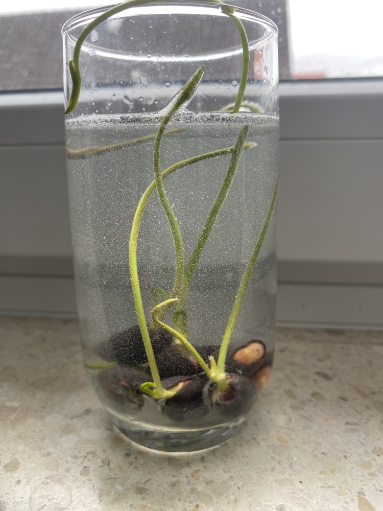 Bild 1 von Supereinfache Anzucht bereits angekerbte Samen Lotus Nelumbo Nucifera Mix 10 Samen