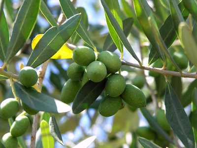 Bild 1 von Olivenbaum Olea europea 5 Samen