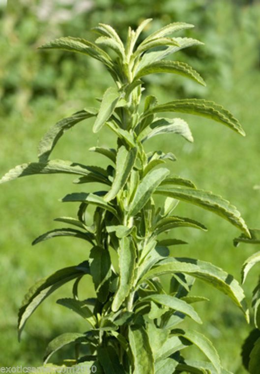 Bild 1 von Stevia rebaudiana 100 Samen