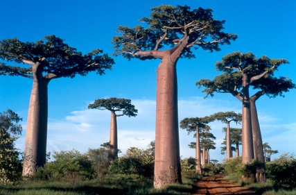 Bild 1 von Baobab Affenbrotbaum 5 Samen